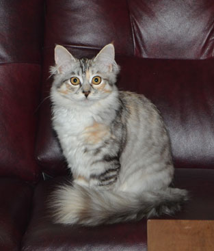 sibirisk kattunge