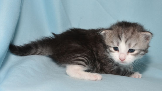 sibirisk kattunge