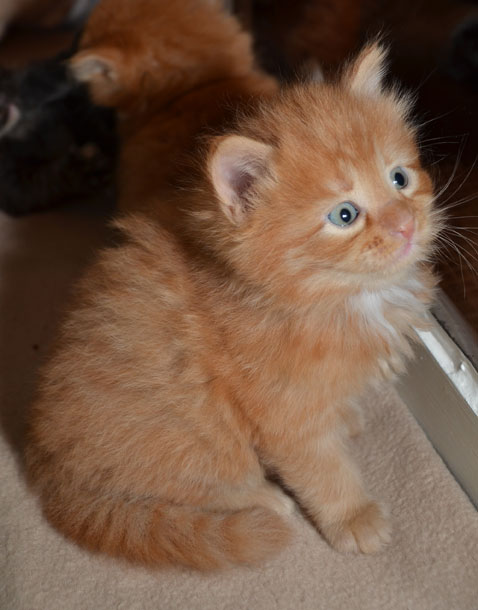 sibirisk kattunge