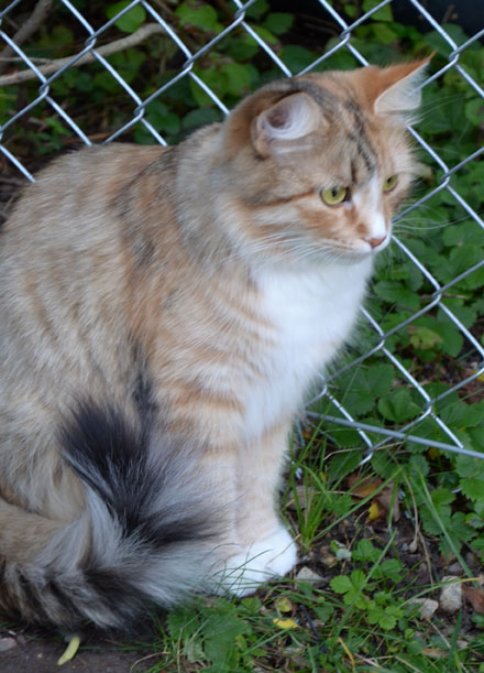 sibirisk katt