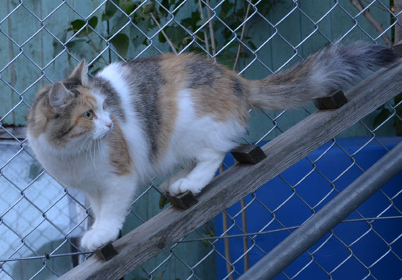 sibirisk katt