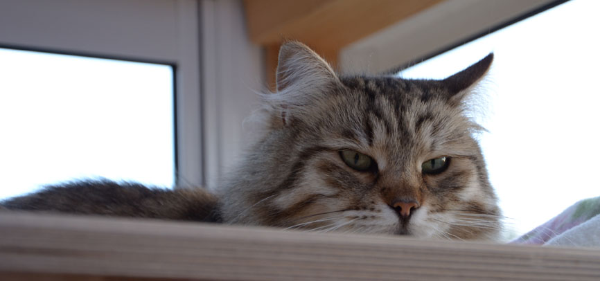 sibirisk katt