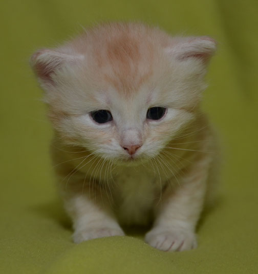 sibirisk kattunge