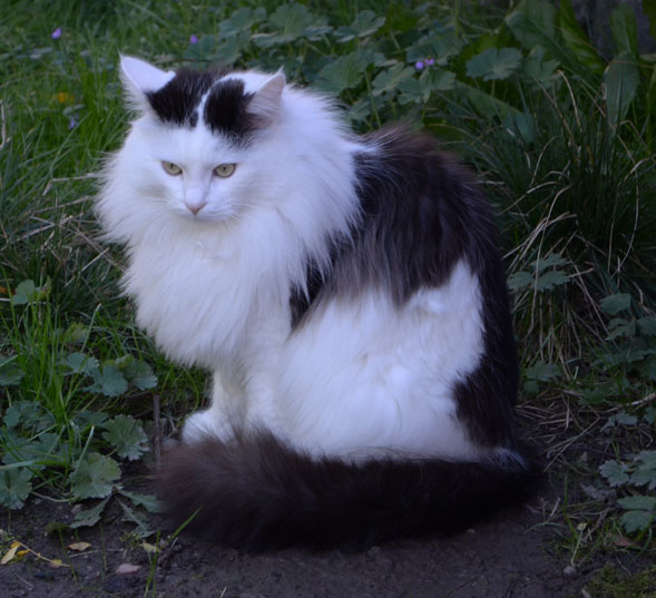 sibirisk katt Junior