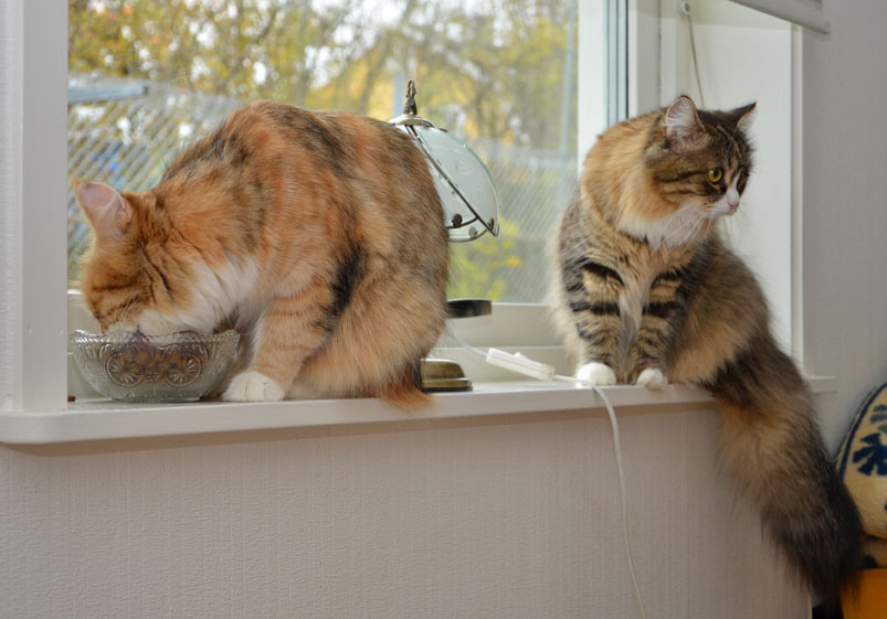 sibirisk katt