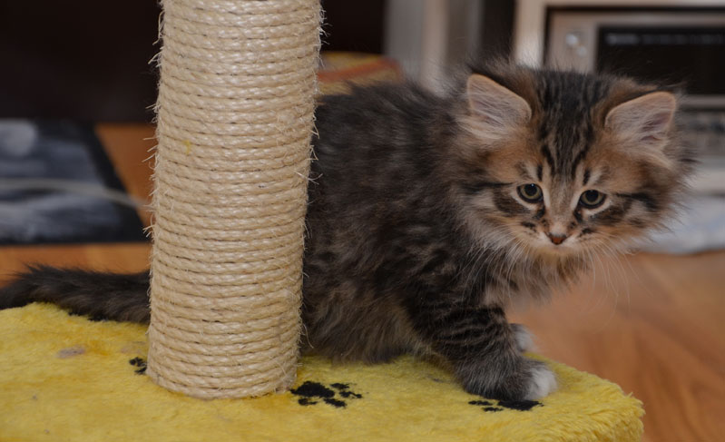 sibirisk kattunge
