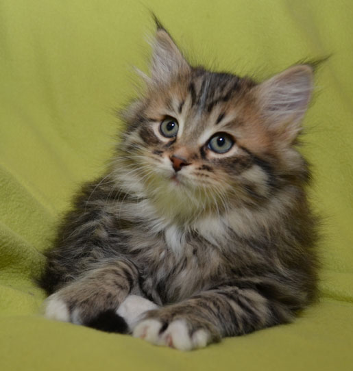 sibirisk katt