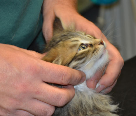 sibirisk kattunge