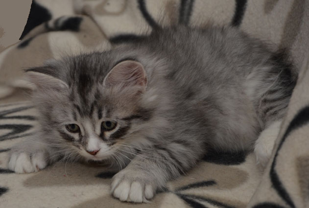 sibirisk kattunge