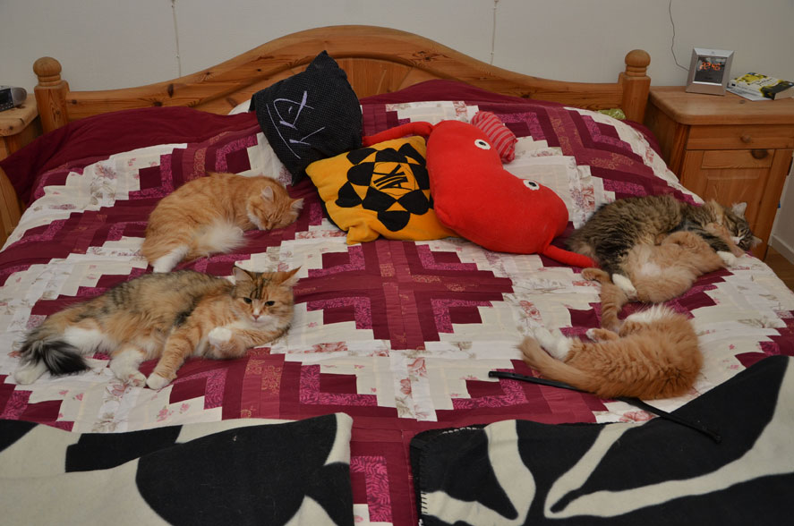 sibirisk katt