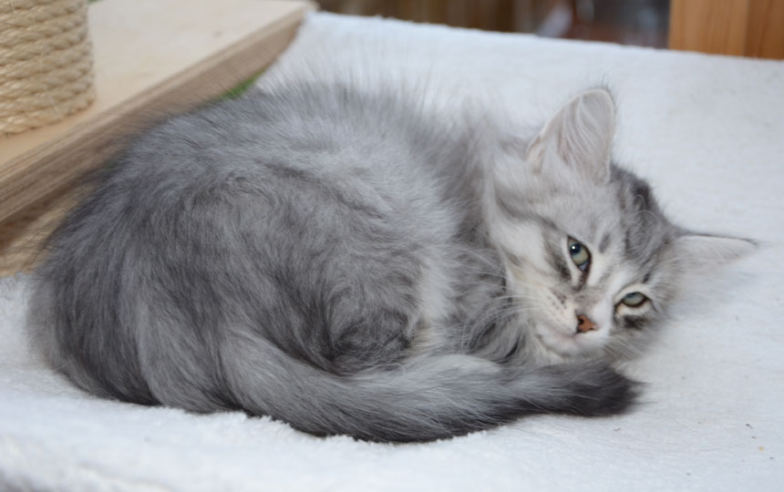 sibirisk kattunge