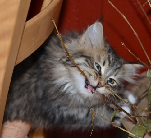 sibirisk kattunge