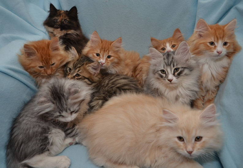 sibiriska kattungar