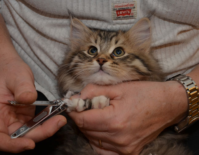 sibirisk kattunge