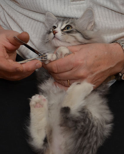 sibirisk kattunge