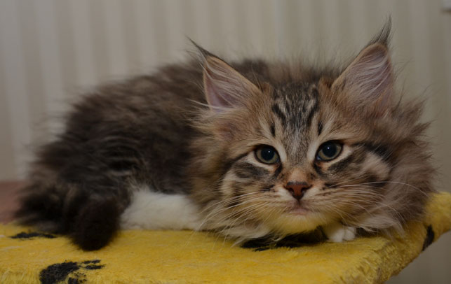 sibirisk kattunge