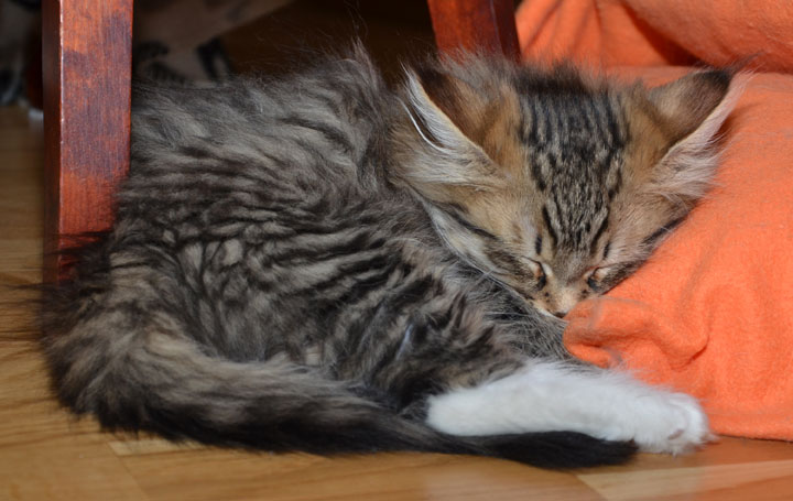 sibirisk kattunge
