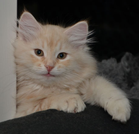 sibirisk kattunge