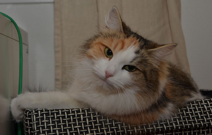 sibirisk katt