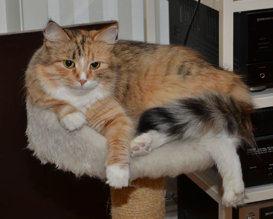 sibirisk katt