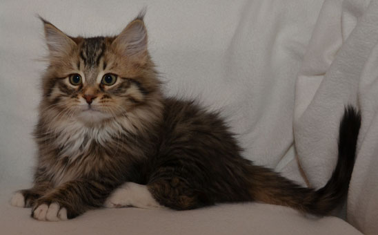 sibirisk kattunge