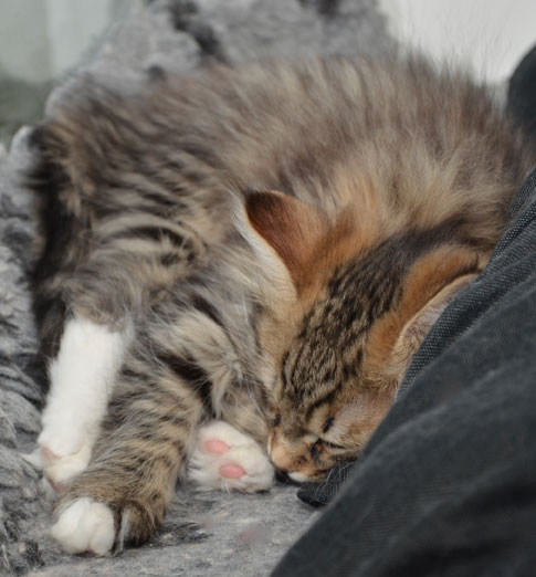 sibirisk kattunge