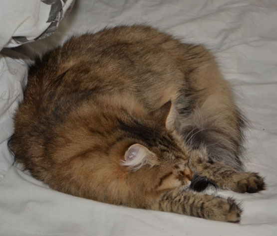 sibirisk katt