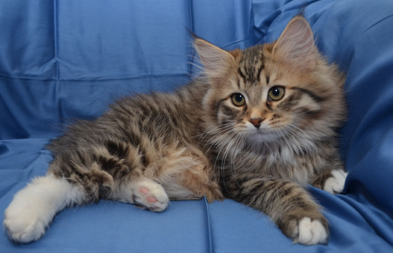 sibirisk kattunge Lucifer