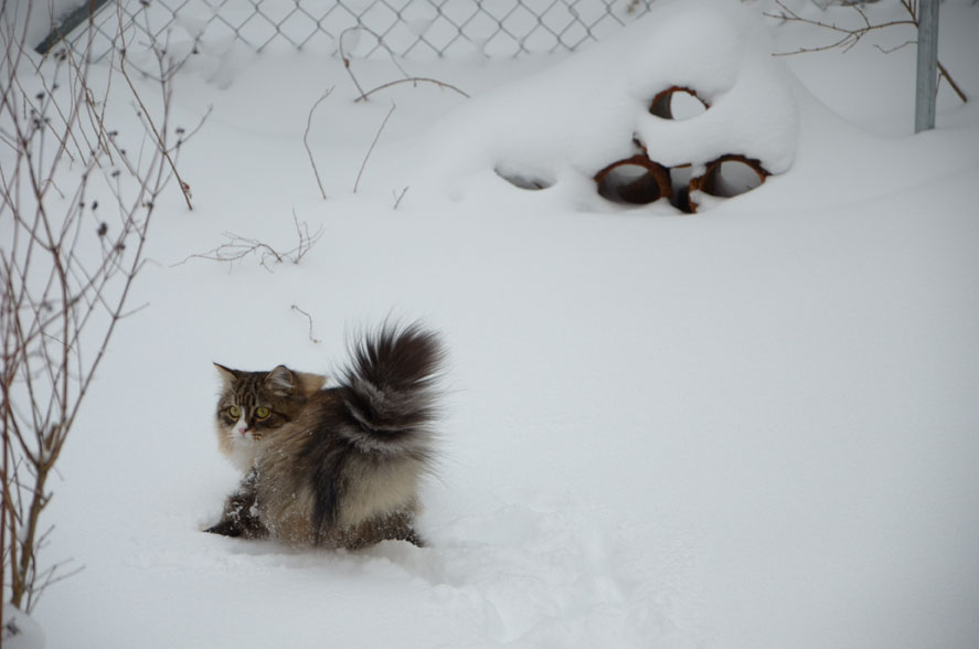 sibirisk katt i snö
