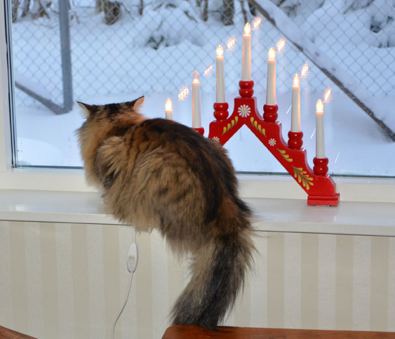 sibirisk katt Mitzi