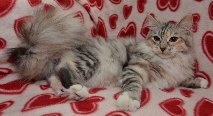 Sibirisk katt Zinnie