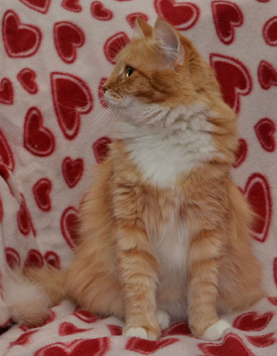 Sibirisk katt Queeni