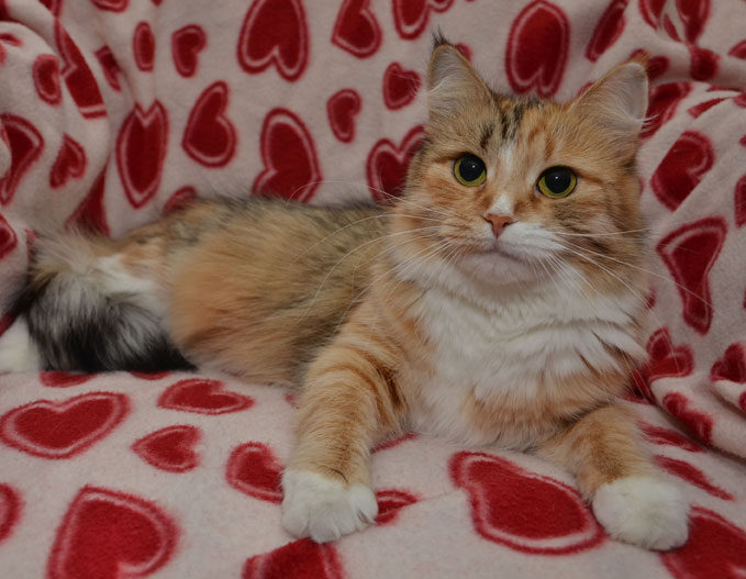 sibirisk katt Dani