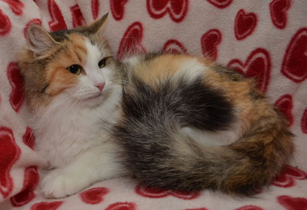 sibirisk katt Colbie