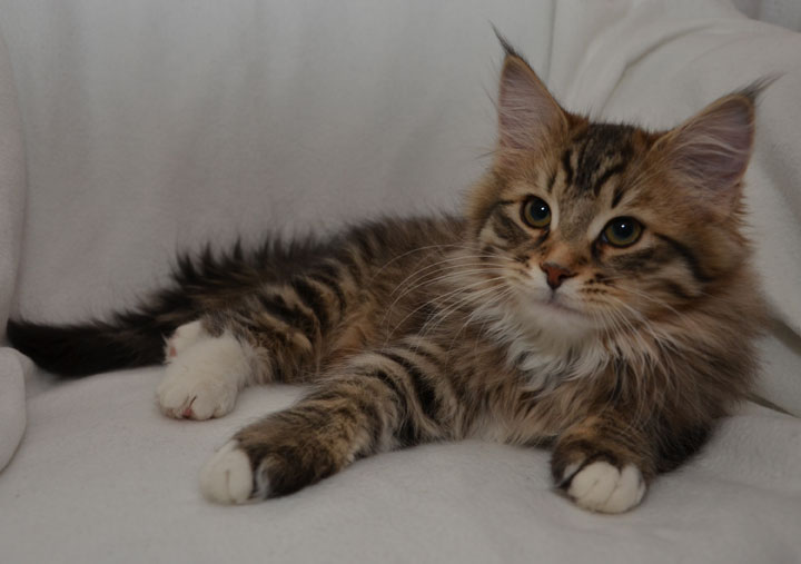 sibirisk katt