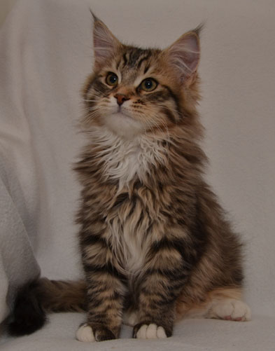 sibirisk kattunge