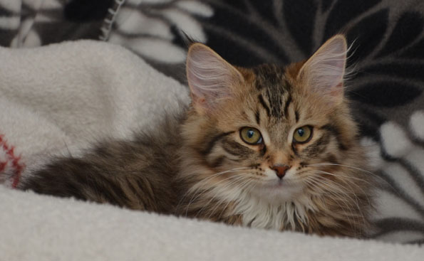 sibirisk kattunge