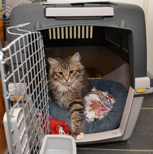 sibirisk kattunge