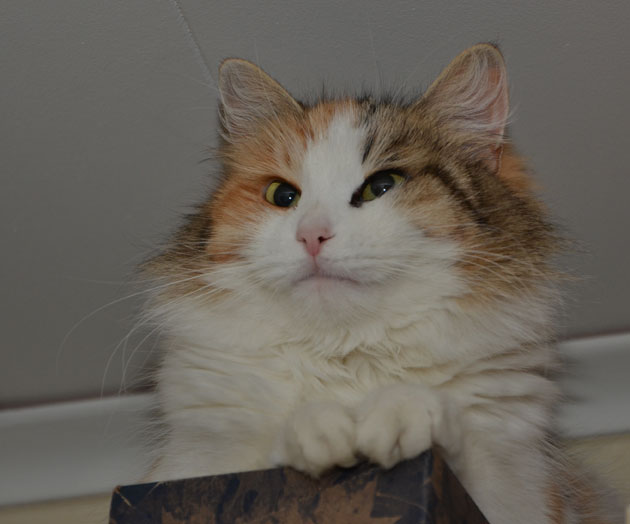 sibirisk katt