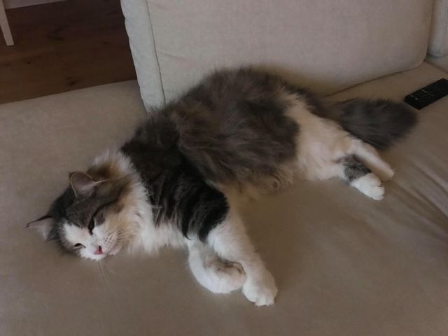 sibirisk katt Pluto