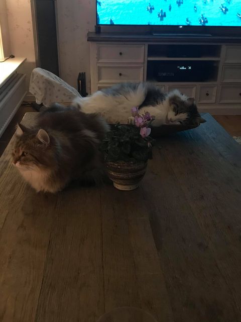 sibiriskkatt Pluto o Ul