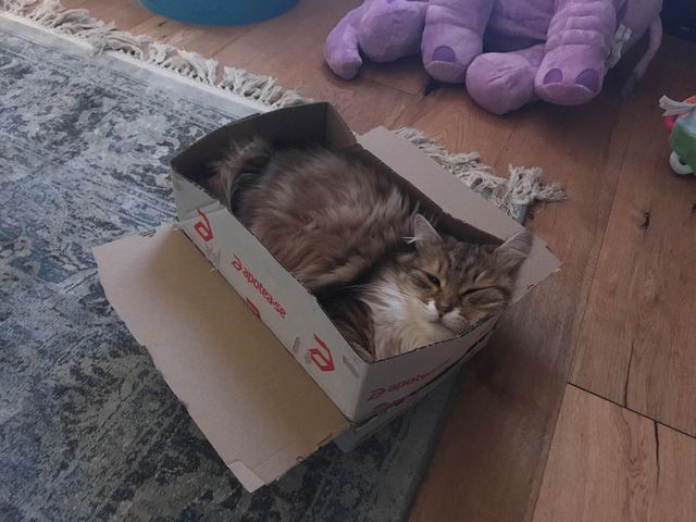 sibirisk katt Ul