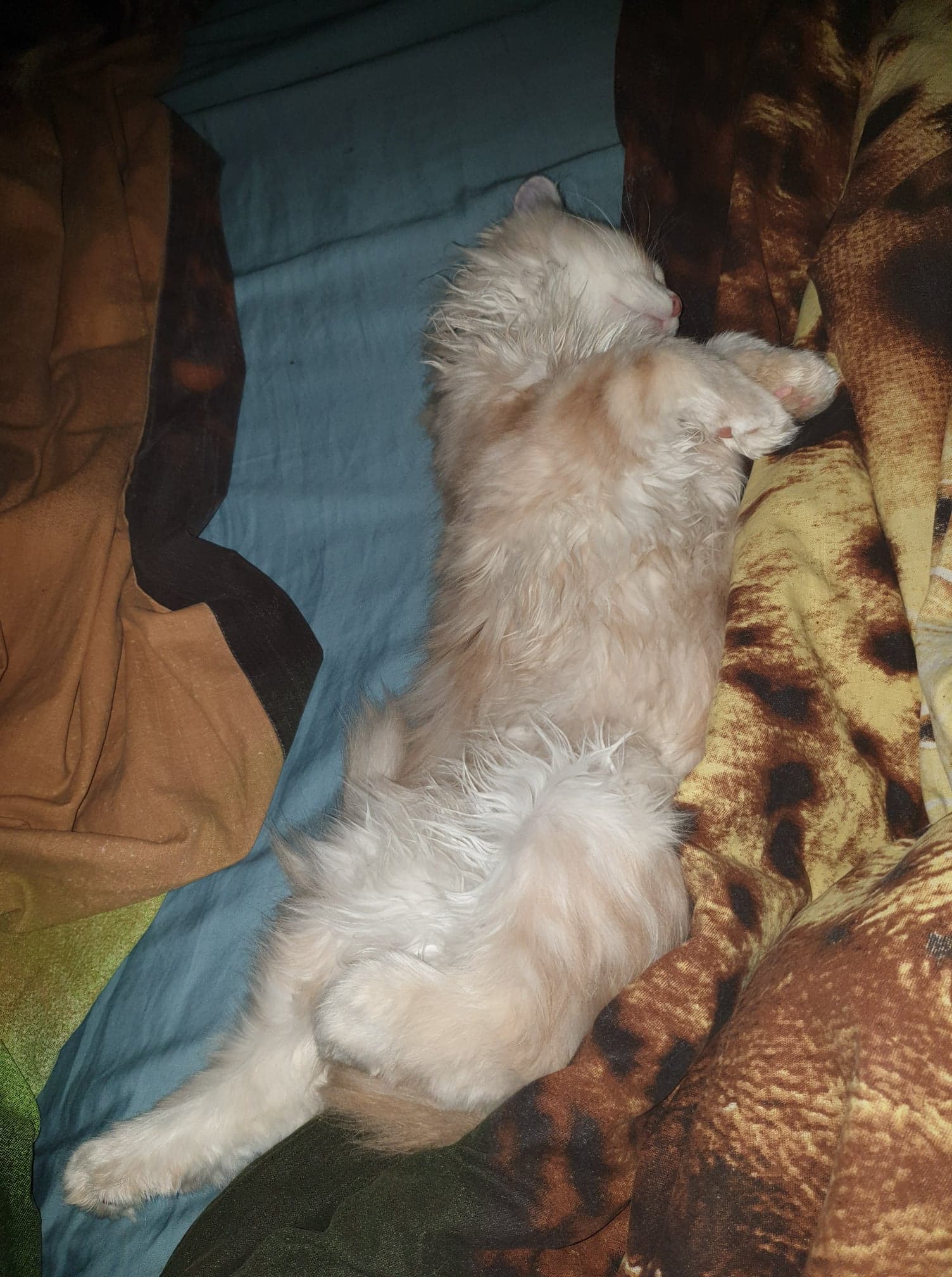 sibirisk kattunge Yezo