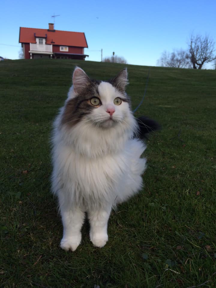 Sibirisk katt Quincy