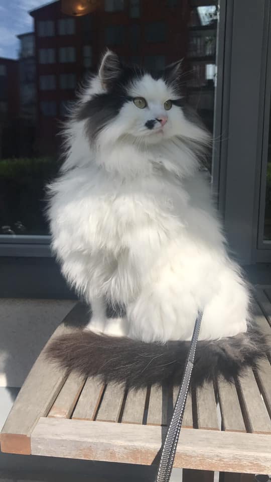 Sibirisk katt Quick
