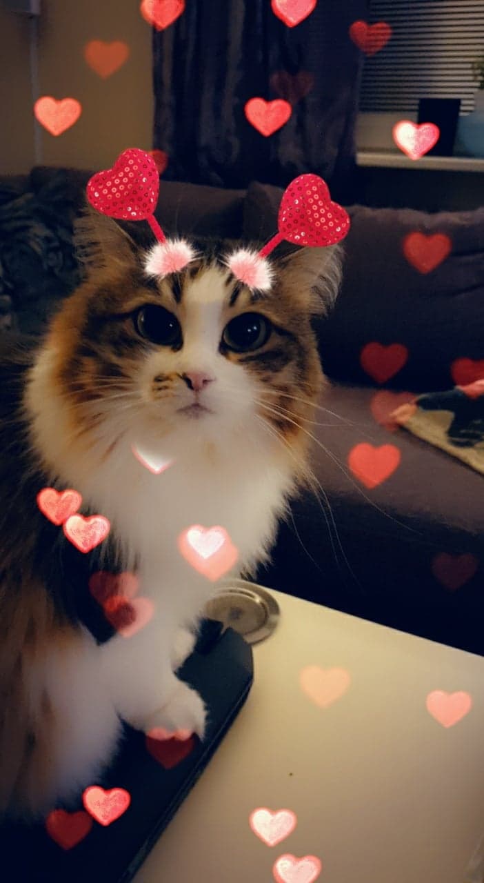 sibirisk katt Electra