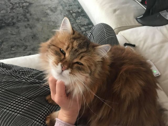 sibirisk katt Ul