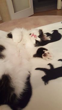 sibirisk katt Andromeda