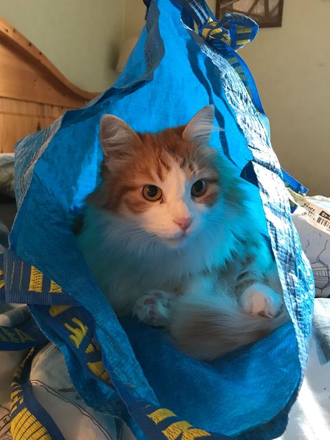 Sibirisk katt Pollux