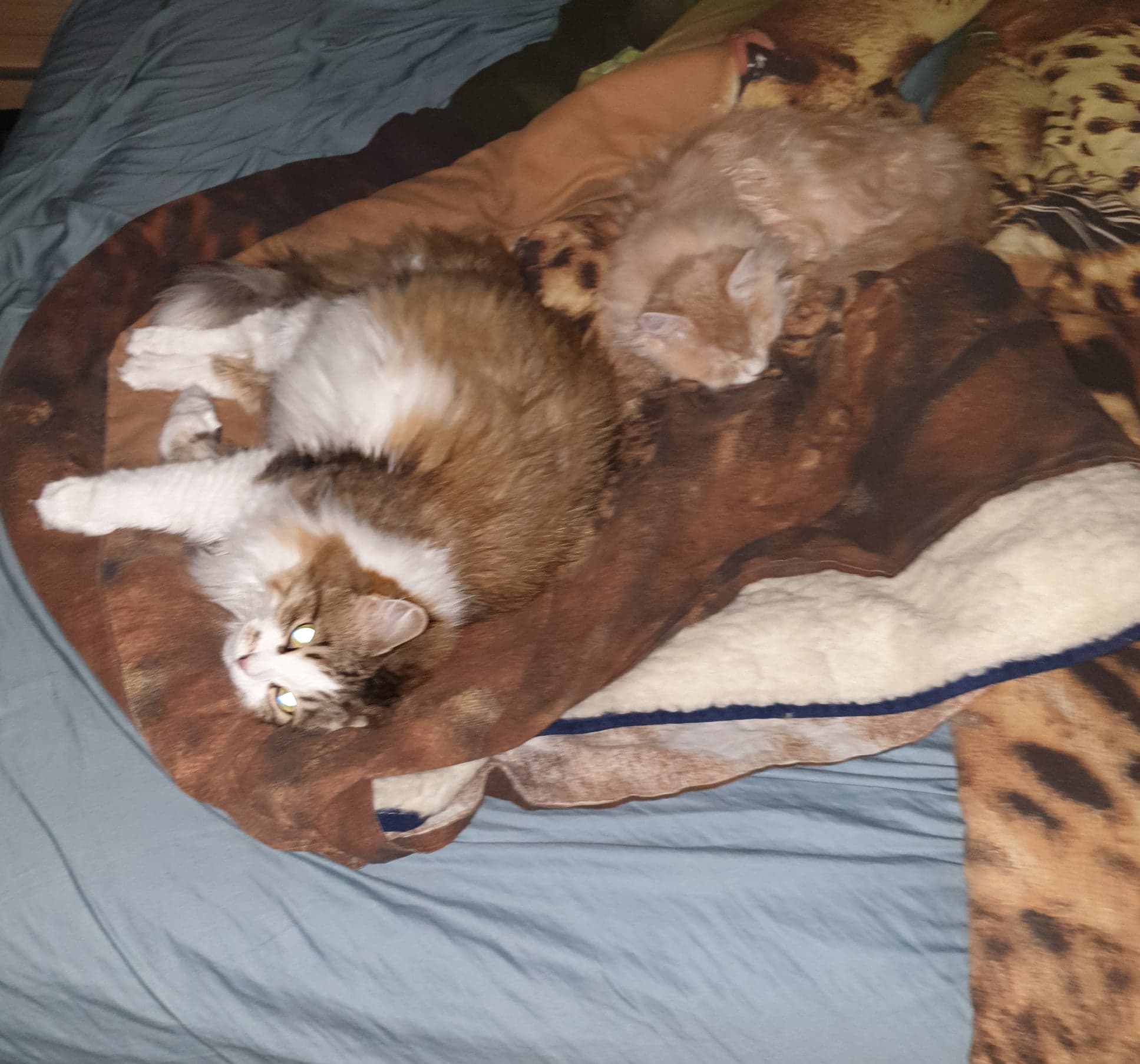 sibirisk katt Yezo o Electra